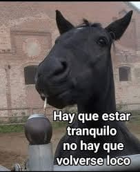 Horse Says Stay Calm Don't Go Crazy — Animal Reaction meme