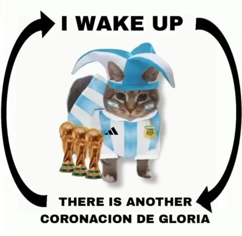 Argentina Cat Wakes Up to Another Glorious Coronation