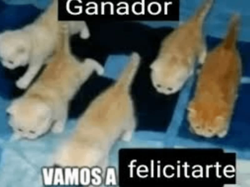 Cats March Over to Congratulate the Winner — Cat Meme meme