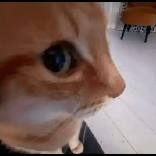 El Gato Naranja te Mira el Alma — meme de Cat Reaction