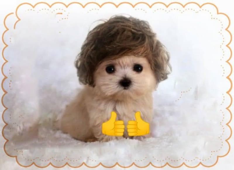 Fluffy Puppy Gives You Double Thumbs Up — Cute Animal Reaction meme