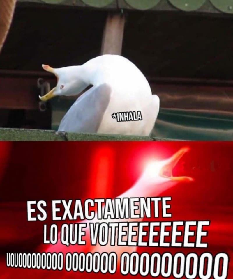 La Gaviota Grita Que es Exactamente lo que Votó