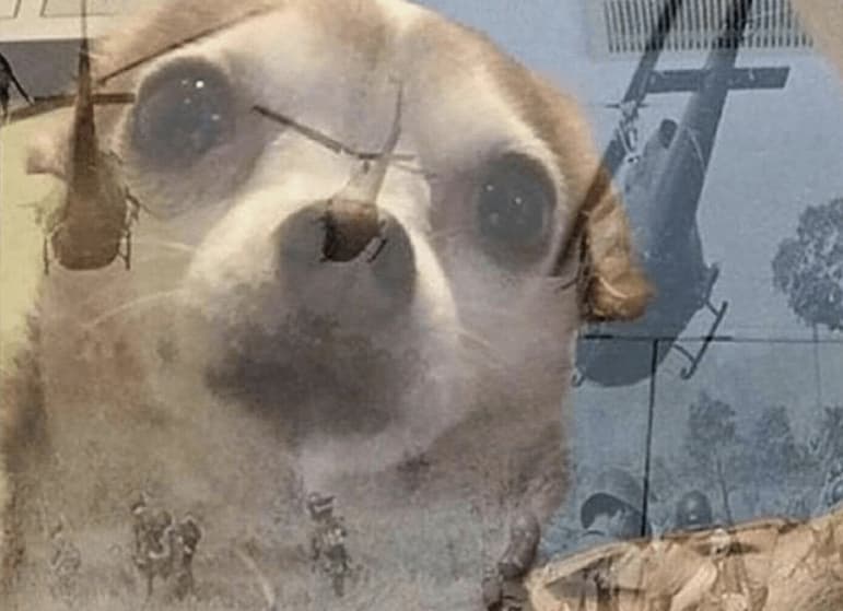 Chihuahua Stares Into the Vietnam Distance — Ptsd Chihuahua meme