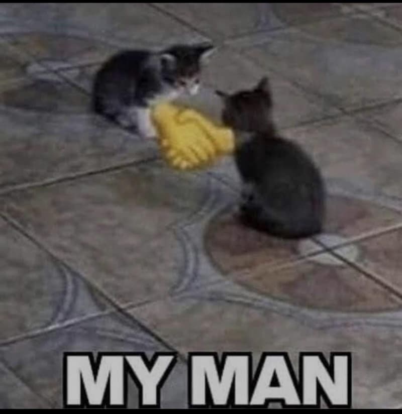 Los gatitos se chocan la nariz y dicen 'my man' — meme de Reaction