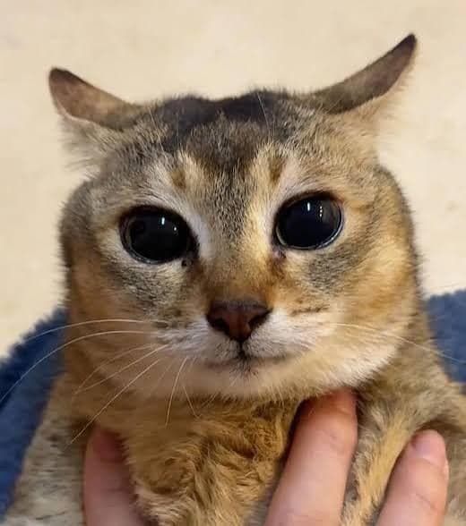 Worried Cat With Big Eyes — meme de Reaction