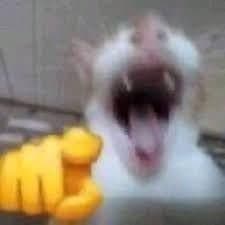 El Gato que Grita Señala con Energía Agresiva — meme de Reaction