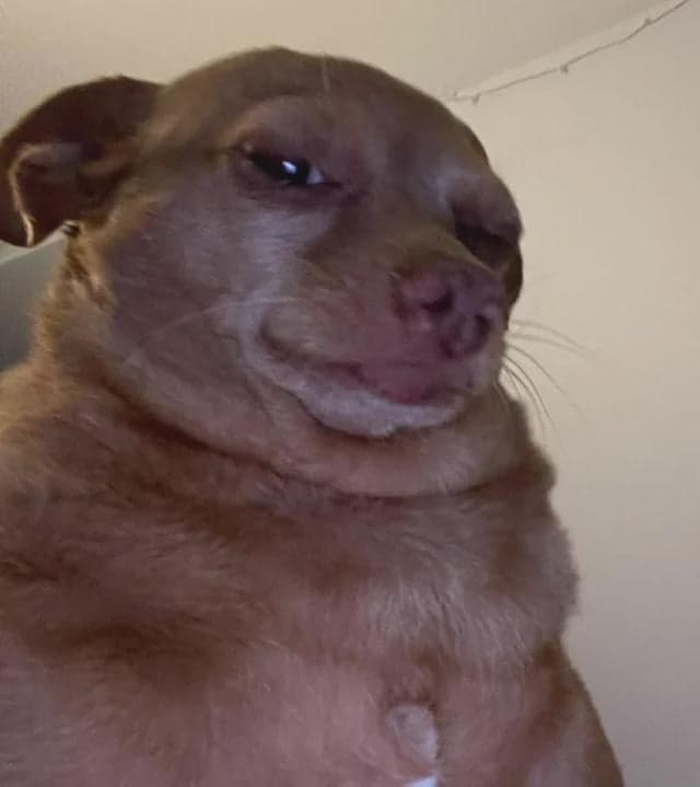 El Perro Sospechoso Te Mira de Costado — meme de Reaction