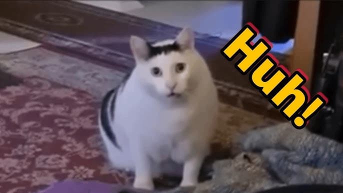 Huh Cat Reaction — meme de Reaction