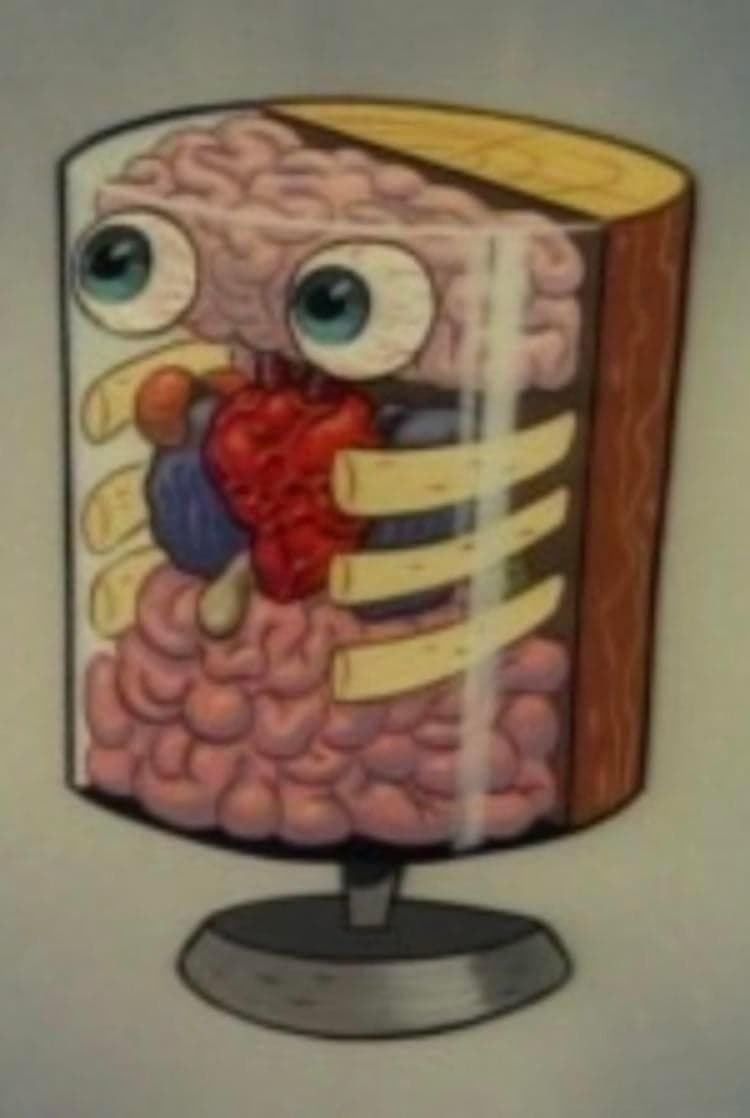 SpongeBob Anatomy Cross Section — Spongebob meme